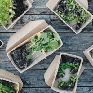 Sustainable Garden Fertilizer